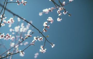 原住民联络护士